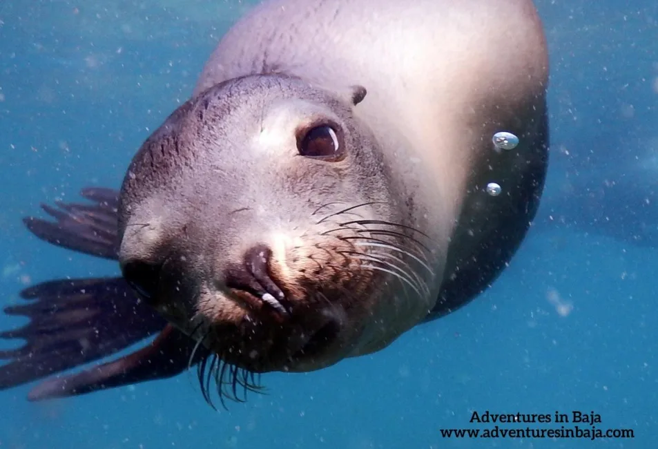 Sea Lion pup at Isla Espiritu Santo Baja California Sur Mexico Adventures in Baja 1