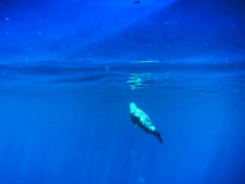 Sea-Lion-underwater-Pelagic-Safari-Cabo-San-Lucas-Mexico-1-225x169.jpg