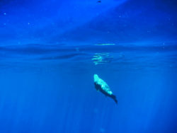 Sea Lion underwater Pelagic Safari Cabo San Lucas Mexico 1