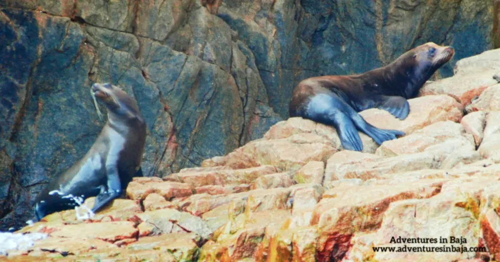 Sea Lions in Cabo San Lucas Baja California Sur Mexico Adventures in Baja 1