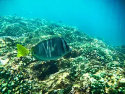 Surgeon Fish snorkeling Cabo San Lucas Mexico 1