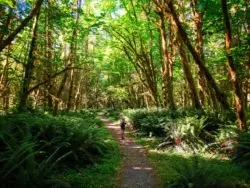 Taylor Family Hiking in Quinault Rainforest Olympic National Park 9