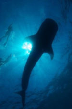Whale Shark in La Paz Baja California Mexico Adventures in Baja 1