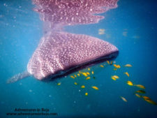 Whale-Shark-in-La-Paz-Baja-California-Mexico-Adventures-in-Baja-2-225x169.jpg