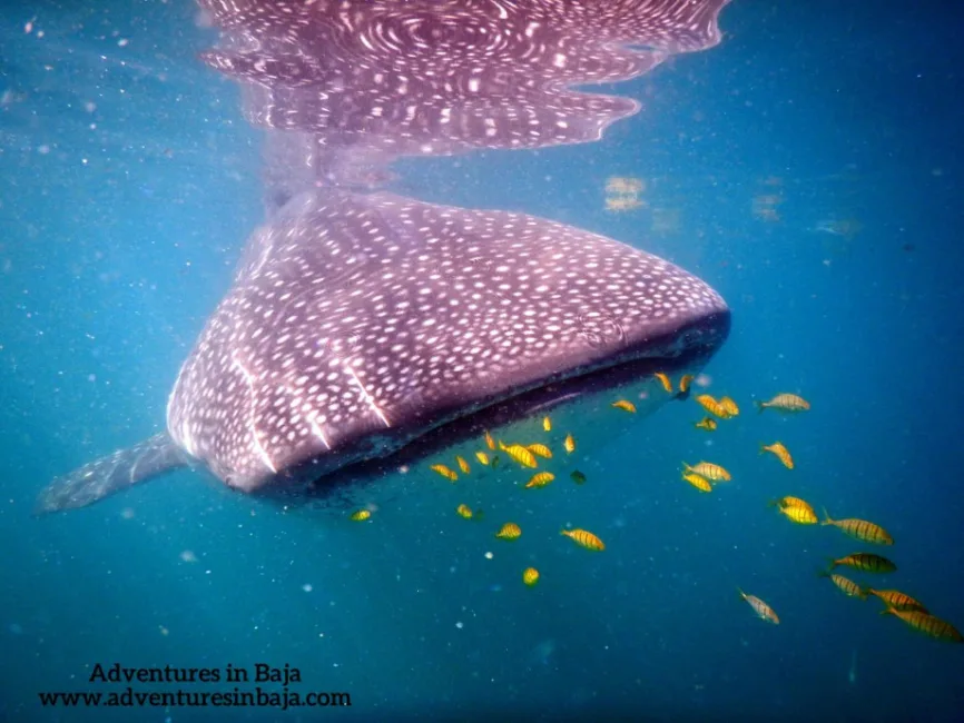 Whale Shark in La Paz Baja California Mexico Adventures in Baja 2