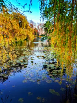 Fall Colors on pond at Beacon Hill Park Victoria BC 1