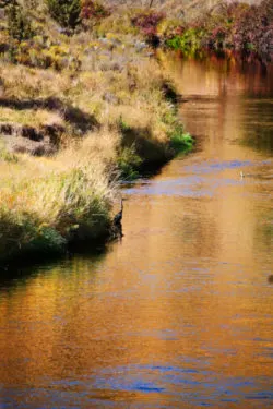 Great Blue Heron in Smith Rock State Park 4