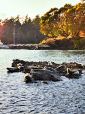 Harbor Seals and Rocky island Ecocruising with Sidney Harbor Tours Sidney BC 1