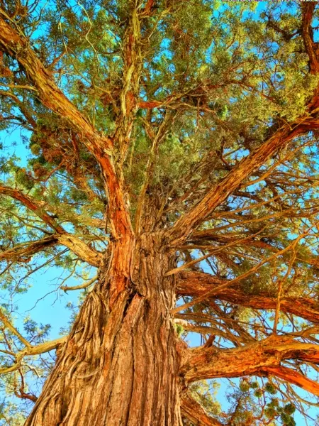 Ponderosa Pine at Smith Rock State Park Terrabonne Oregon 4