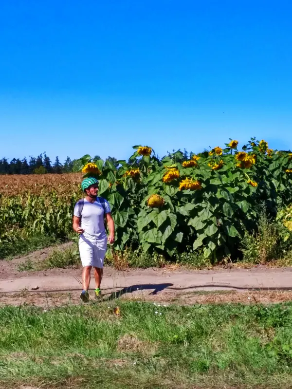 Rob Taylor biking by giant sunflowers Saanich Victoria BC 1