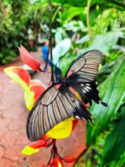 Swallowtail Butterfly at Victoria Butterfly Gardens Victoria BC 3