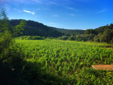 Vineyard in Mljet National Park Polace Pride Sailing Holidays Isle of Miljet Croatia 1
