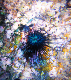 Colorful sea urchin at Cannery Beach Cabo San Lucas