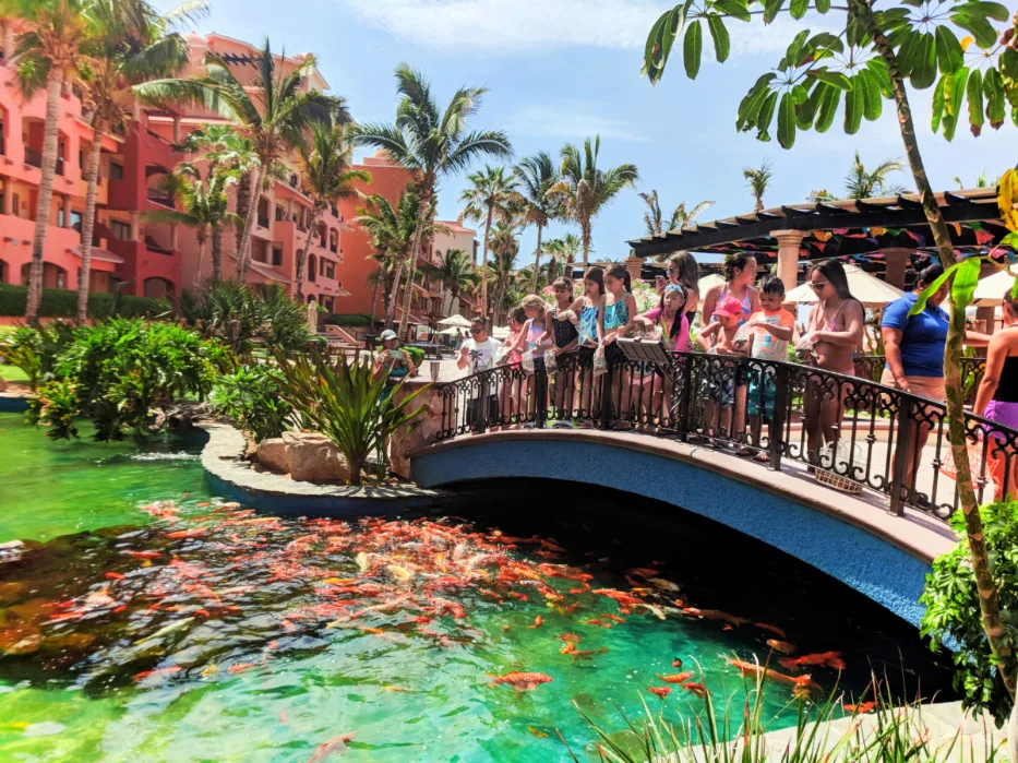 Feeding koi with Kids Club at Playa Grande Resort Cabo San Lucas 1