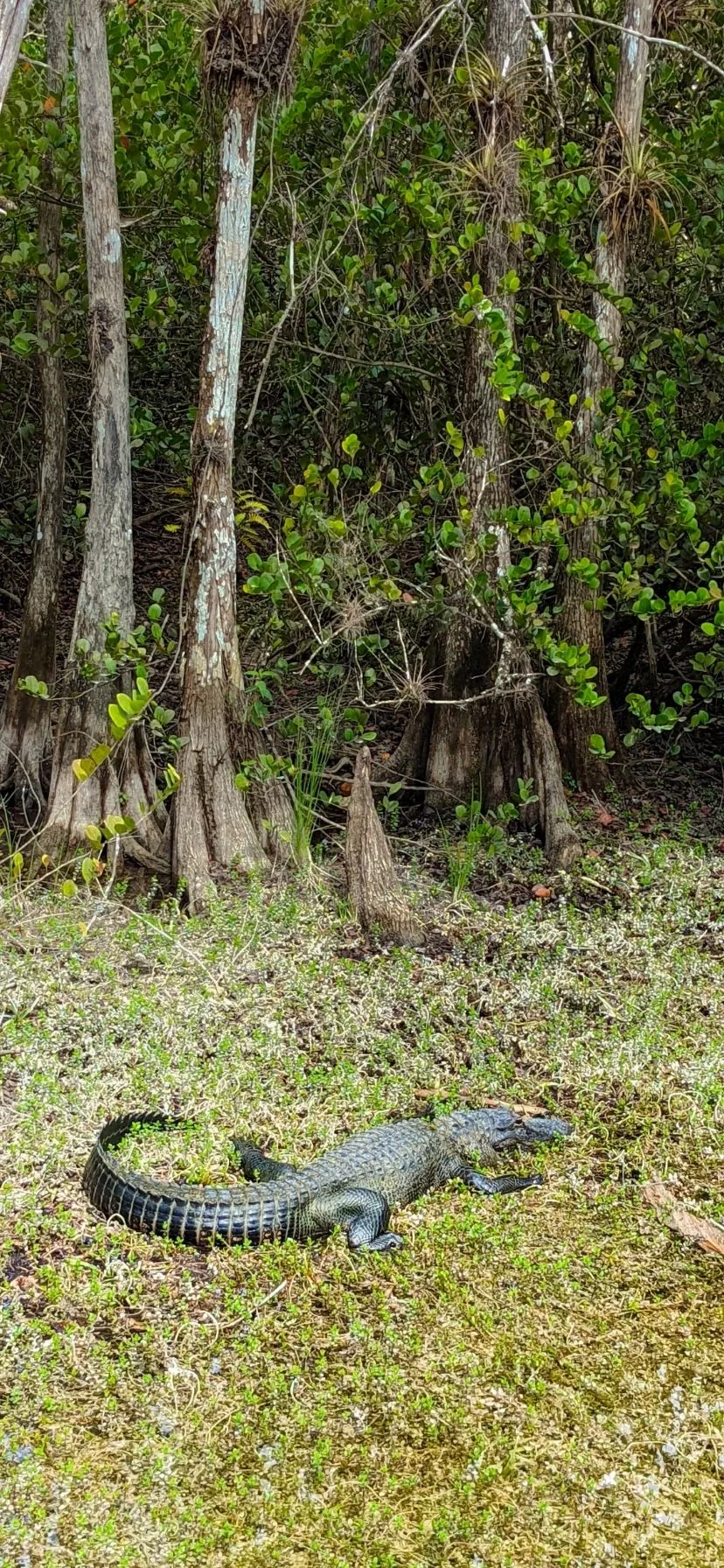 Adult Alligator in Big Cypress National Preserve Florida