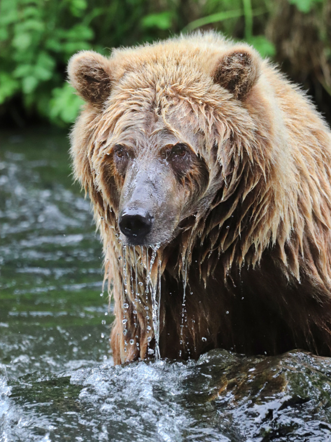 Alaskan Brown Bear in Russian River Kenai Peninsula Alaska 1