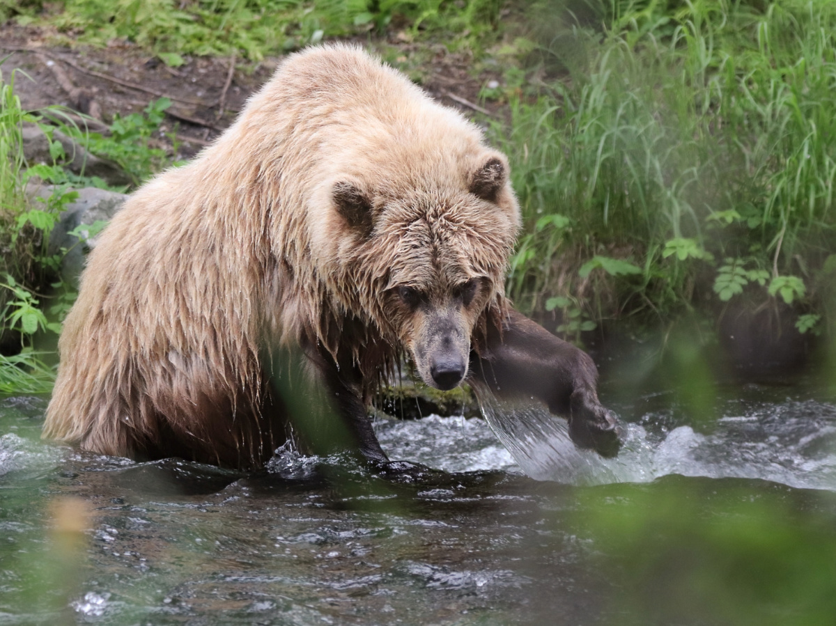 Alaskan Brown Bear in Russian River Kenai Peninsula Alaska 12