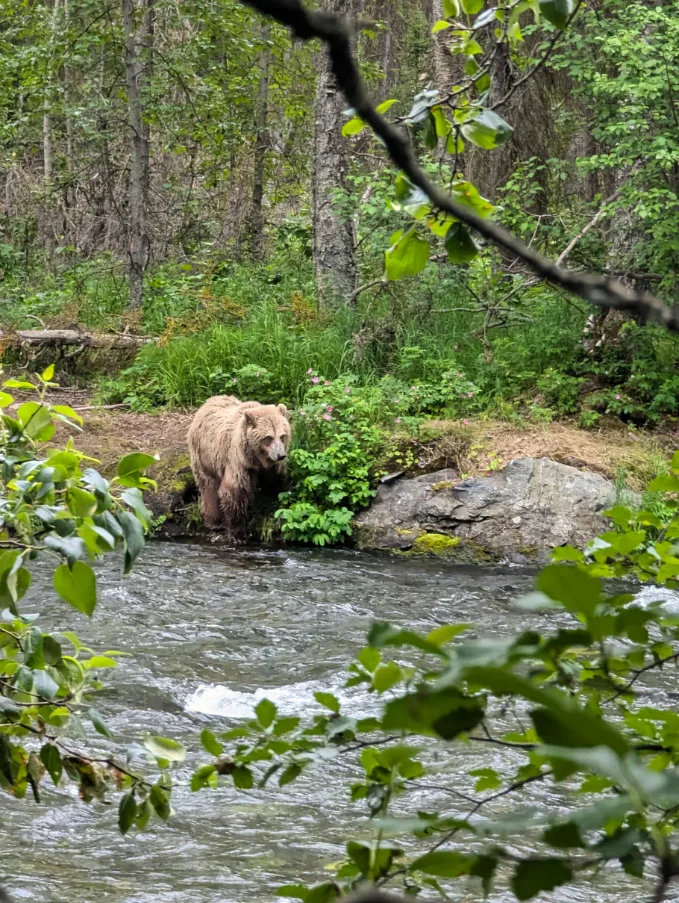 Alaskan Brown Bear in Russian River Kenai Peninsula Alaska 3