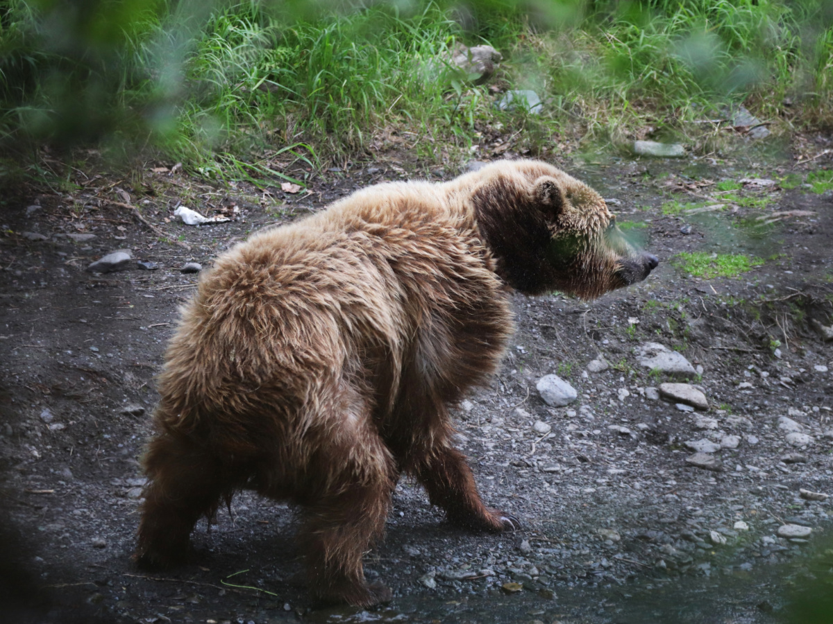 Alaskan Brown Bear on Resurrection River in Kenai Fjords National Park Alaska 1