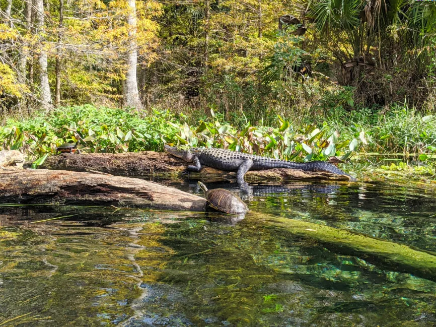 Alligator and Turtles while Kayaking on Silver River in Silver Springs State Park Ocala Florida 2