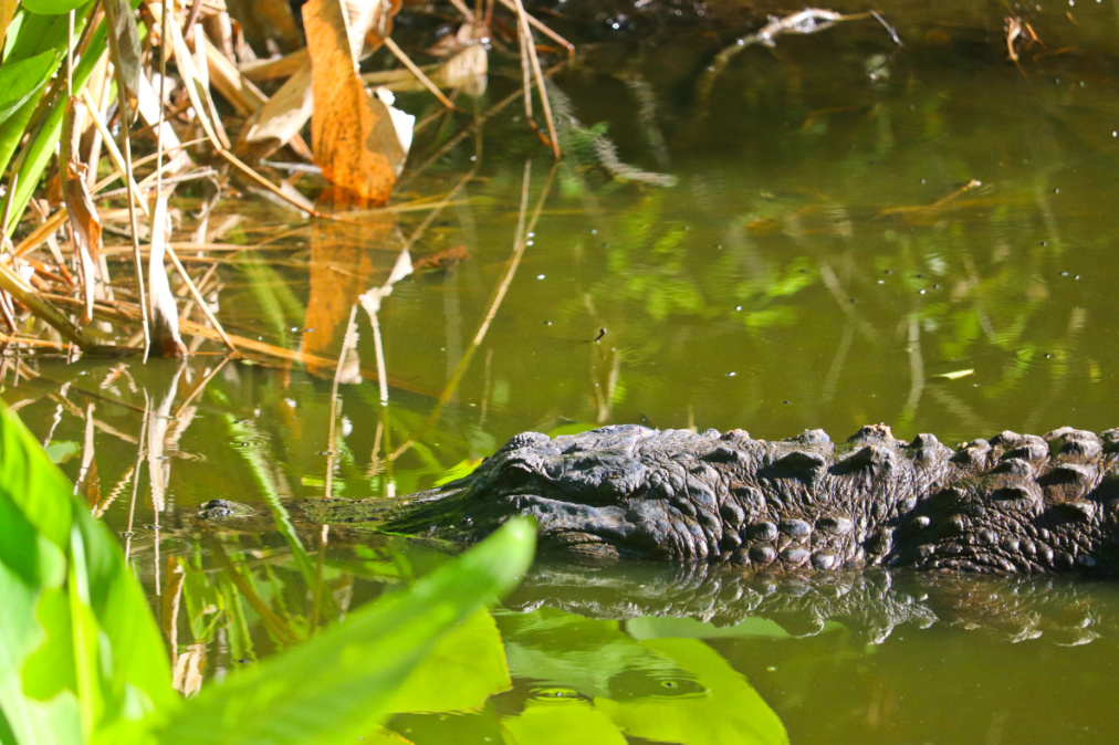 Alligator at Big Cypress Bend Boardwalk Fakahatchee Strand State Park Big Cypress National Preserve Florida 8