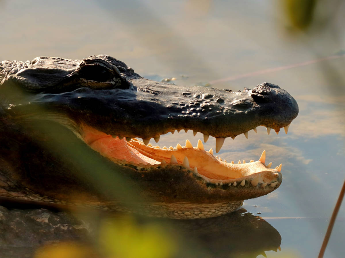 Alligator at Blue Hole Key Deer Refuge Big Pine Key Lower Florida Keys 7