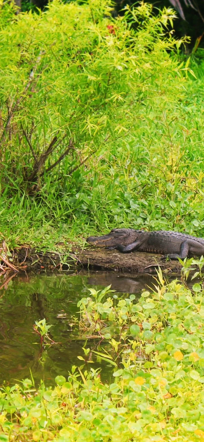 Alligator at De Leon Springs Daytona Beach Area