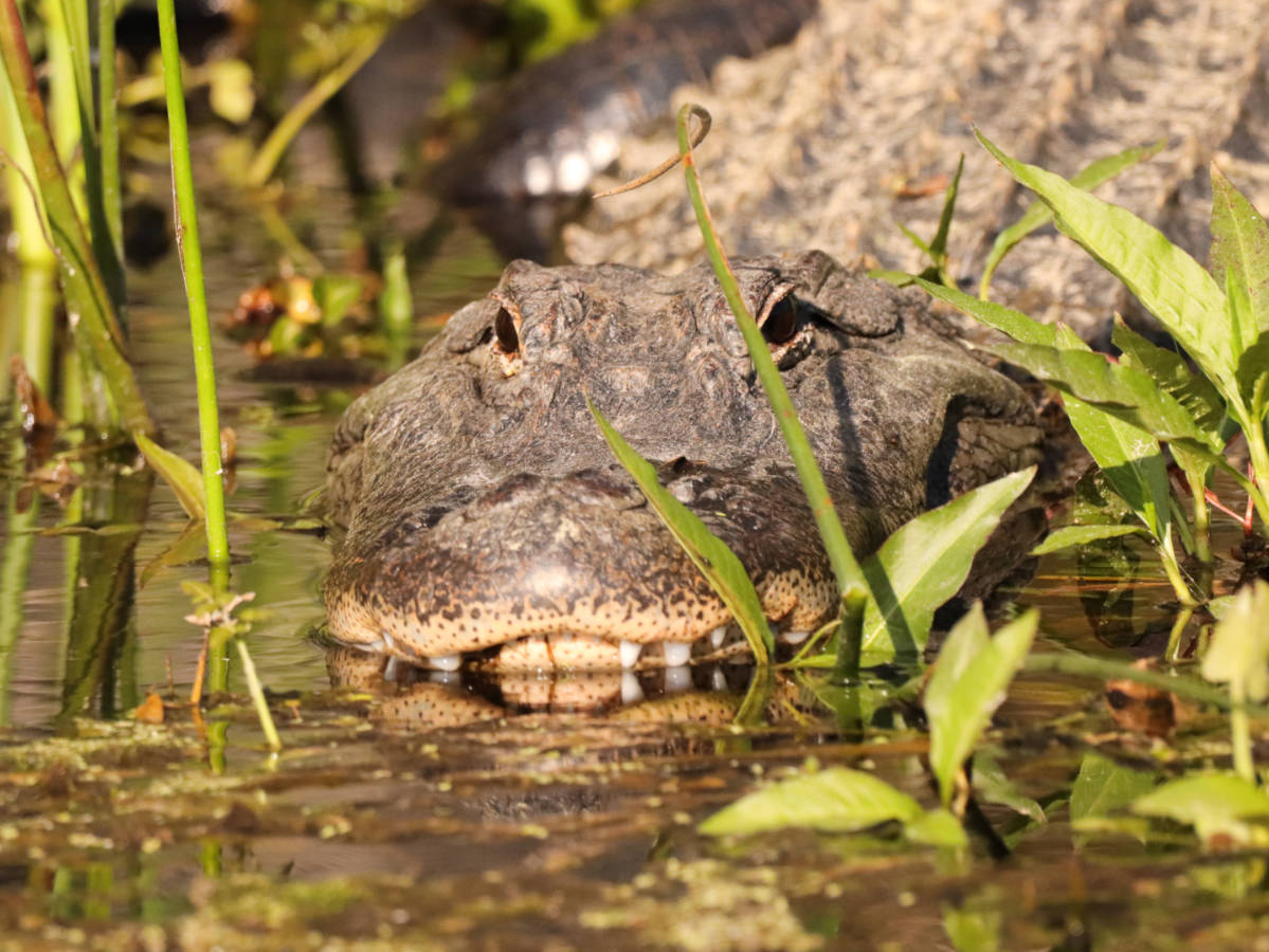 Alligator at Edward Ball Wakulla Springs State Park Tallahassee Florida 1