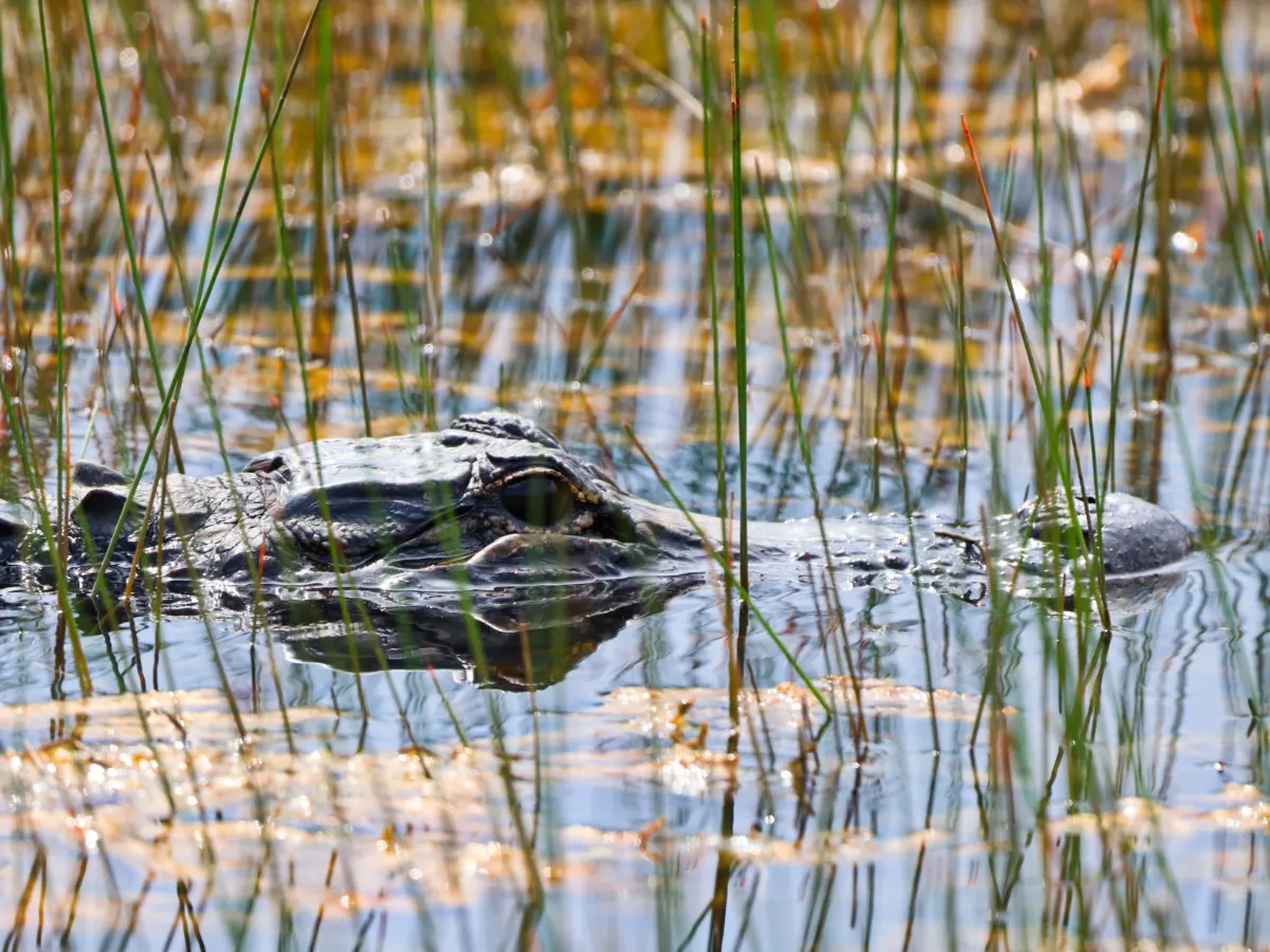 Alligator in Shark Valley Everglades National Park Florida 1