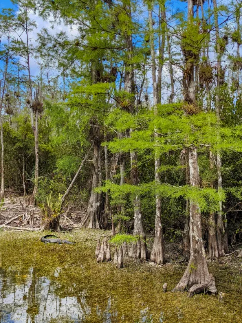 Alligator in Swamp Grand Loop Big Cypress National Preserve Florida 2