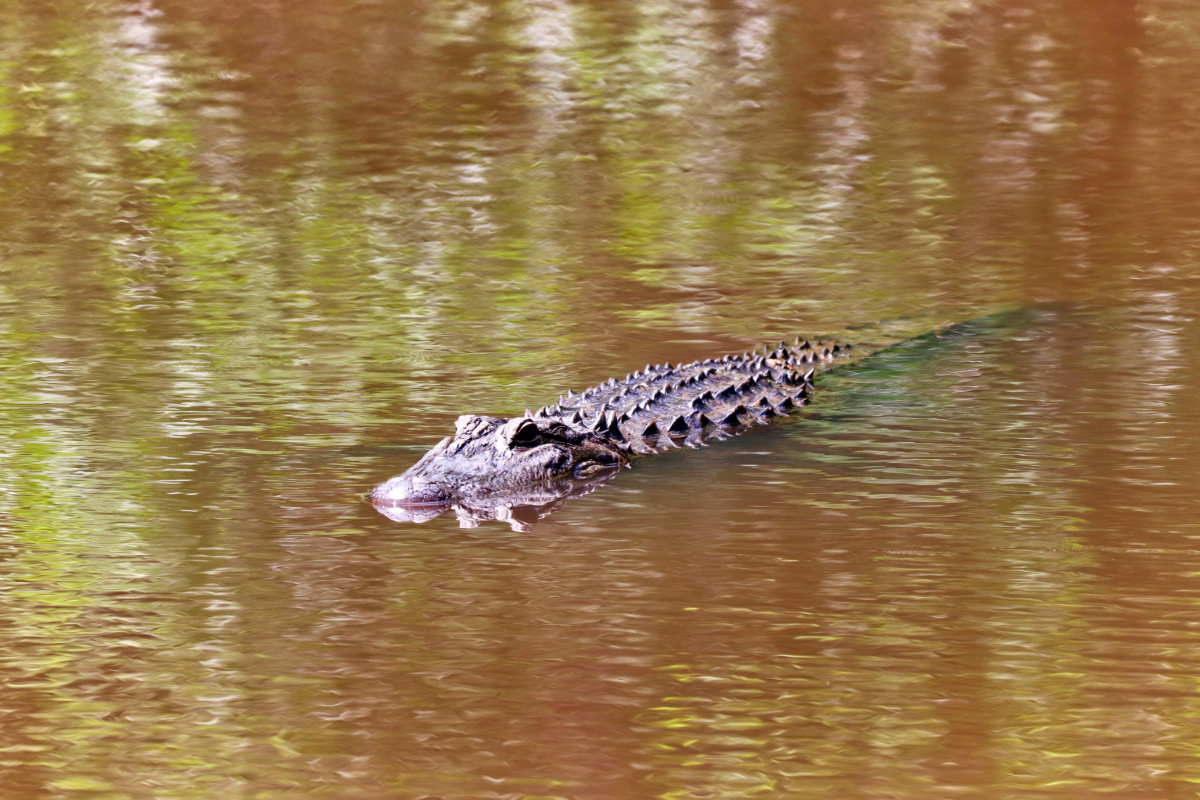Alligator in Weston Lake Congaree National Park Columbia South Carolina 3