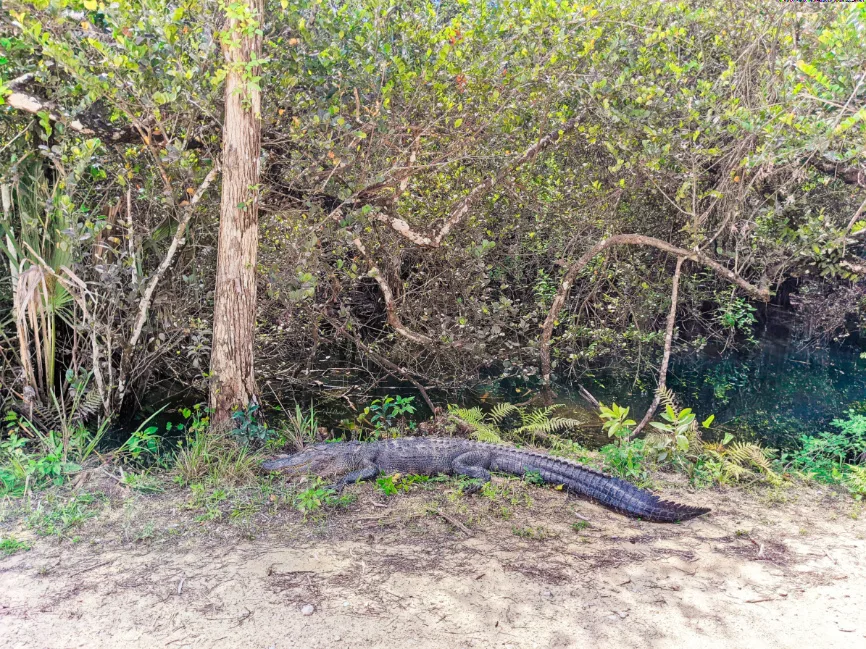 Alligator on the Side of the Road on Grand Loop Road Big Cypress National Preserve Florida 4