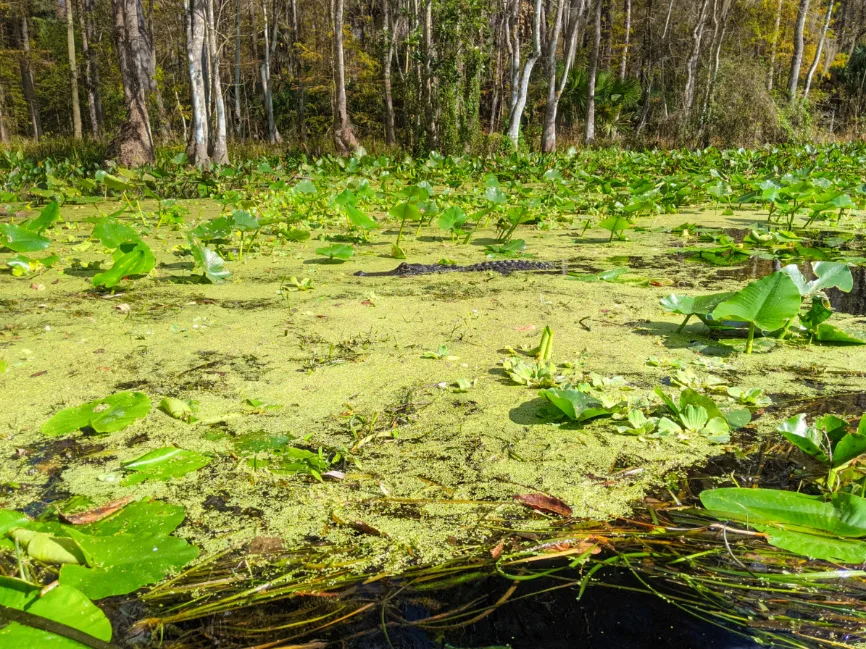 Alligator while Kayaking on Silver River in Silver Springs State Park Ocala Florida 5