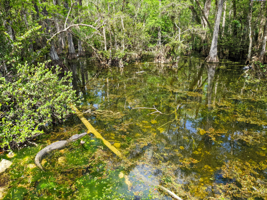 Alligators in Swamp Grand Loop Big Cypress National Preserve Florida 1