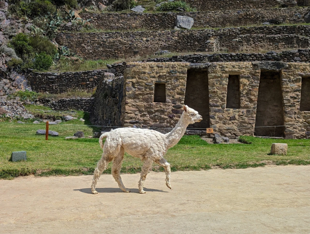 Alpaca at Inca Ruins at Ollantaytambo Sacred Valley Andes Peru 2