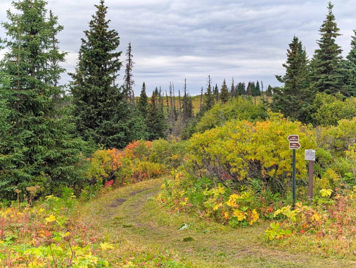 Alpine Meadows Trail at Eveline State Recreation Area in Homer Alaska 1