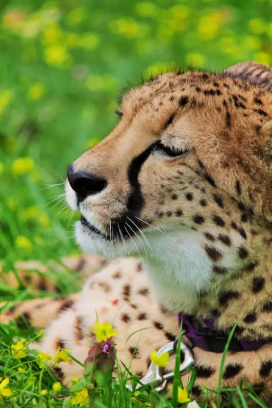 Ambassador Cheetah at Wildlife Safari Winston Oregon 8