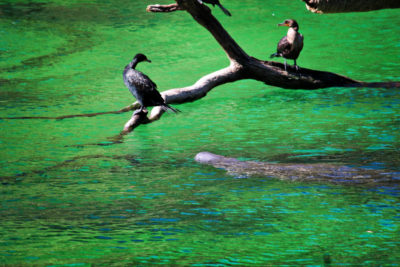 Anihinga and Manatees at Headspring area of Blue Spring State Park Central Florida 4