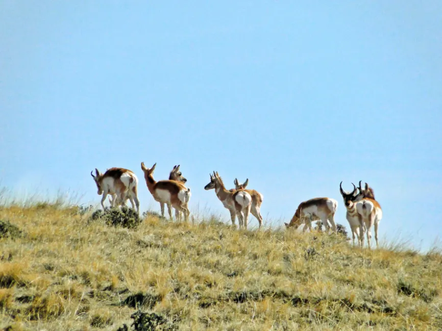 Antelope in Swan Valley Yellowstone National Park Wyoming 1