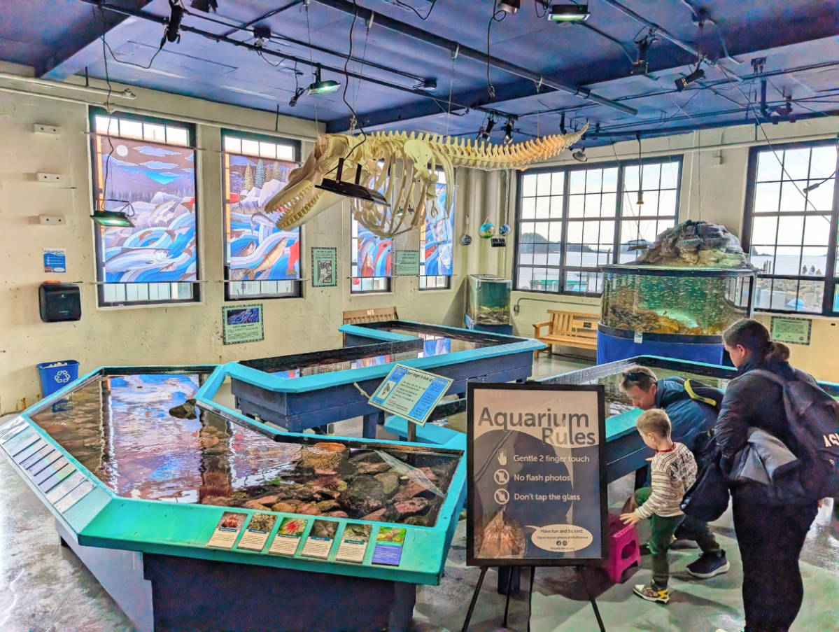 Aquarium Touch Tanks in Sitka Sound Science Center Sitka Alaska