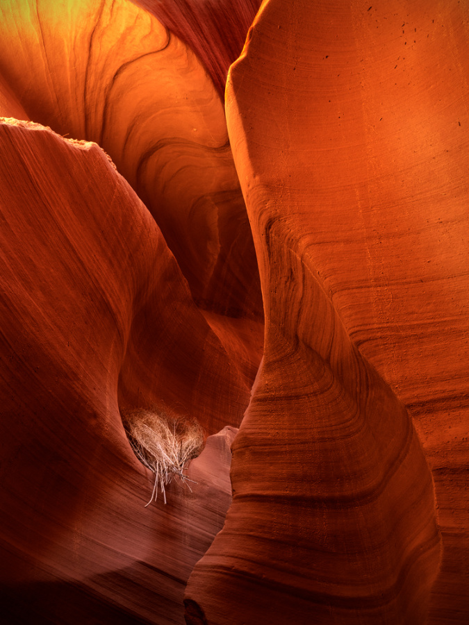 Tumbleweed rests in an eroded sandstone cove in Lower Antelope Canyon near Page, Arizona, USA
