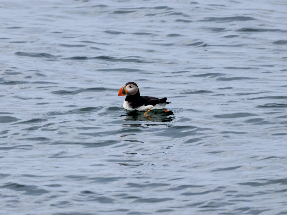 Atlantic Puffin at Easter Egg Rock cruise from Boothbay Harbor MidCoast Maine 1