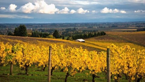 10 Best Family Friendly Willamette Valley Wineries Close to Portland