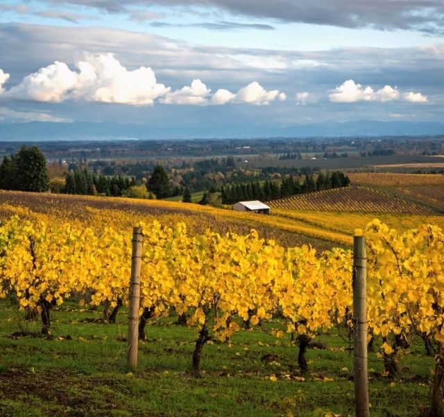 Autumn Vineyard in Willamette Valley Oregon