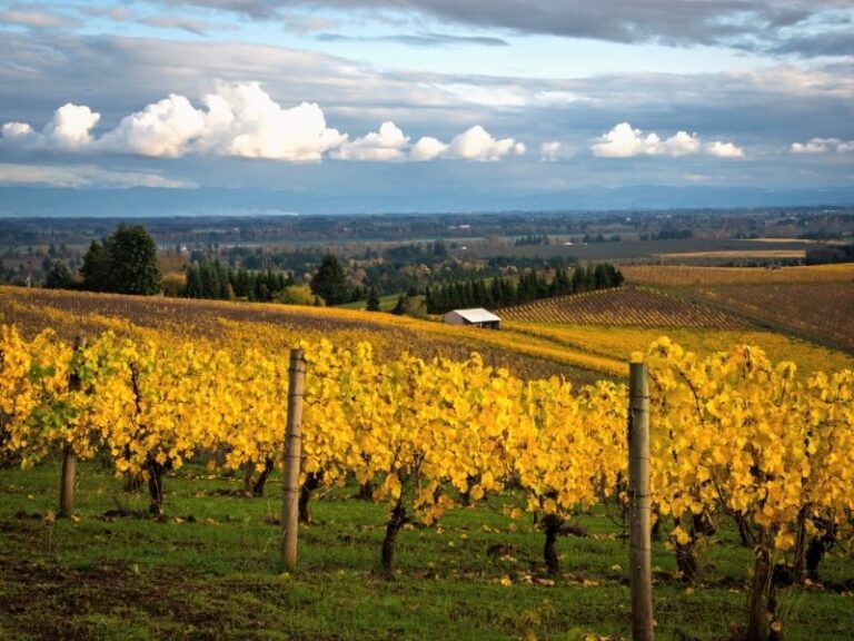 10 Best Family Friendly Willamette Valley Wineries Close to Portland ...