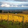 10 Best Family Friendly Willamette Valley Wineries Close to Portland