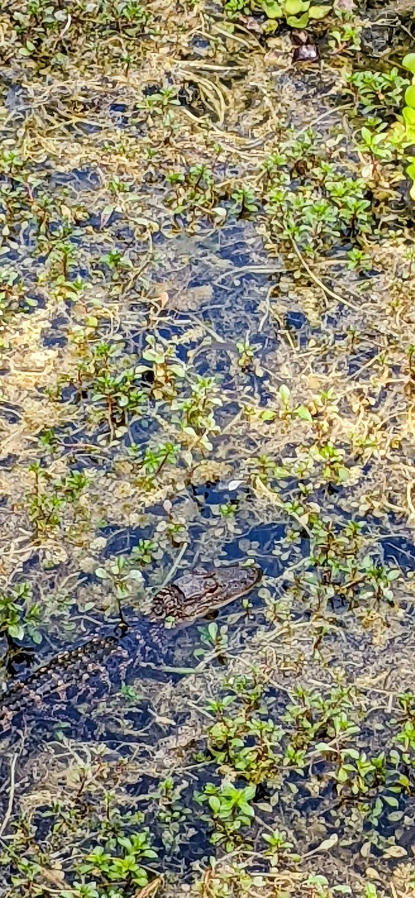 Baby Alligator in Big Cypress National Preserve Florida