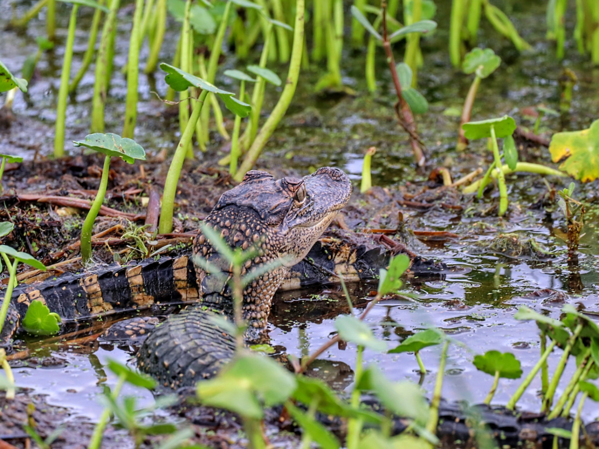Baby Alligators at Lake Apopka Wildlife Drive Orlando Florida 1