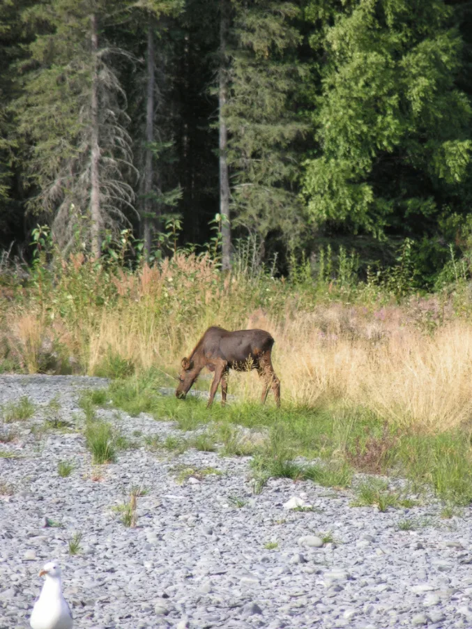 Baby Moose on Banks of Kenai River from Scenic Float Cooper Landing Alaska