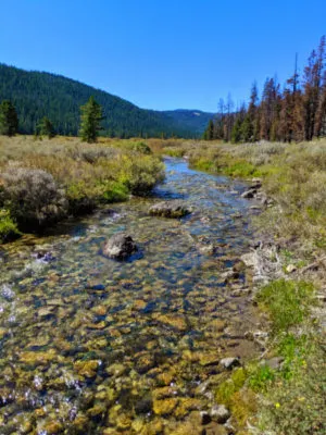 Bacon Rind Creek Yellowstone National Park 1